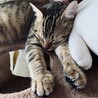 ４ニャンズのママ
