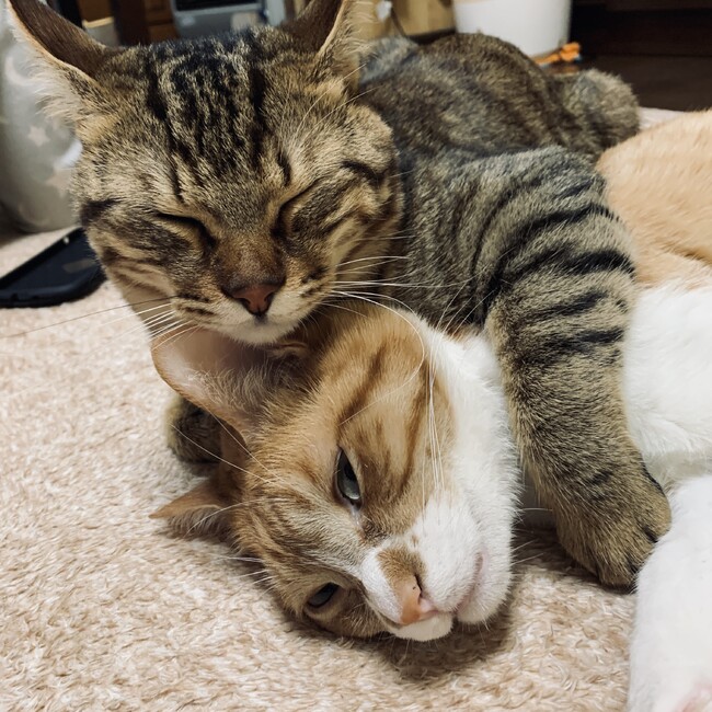 ４ニャンズのママのカバー写真