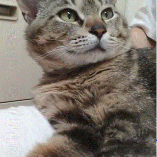 猫にも人にもフレンドリー♪キュートな男の子リック！