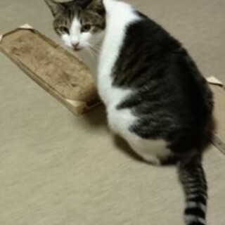 チビ。人馴れ修業中です。