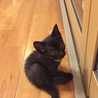 おっとりとした甘えん坊さん