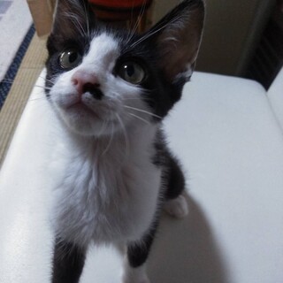 少しビビりだけど、抱っこでゴロゴロのナナオ君