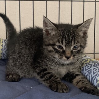 2ヶ月子猫、里親募集。