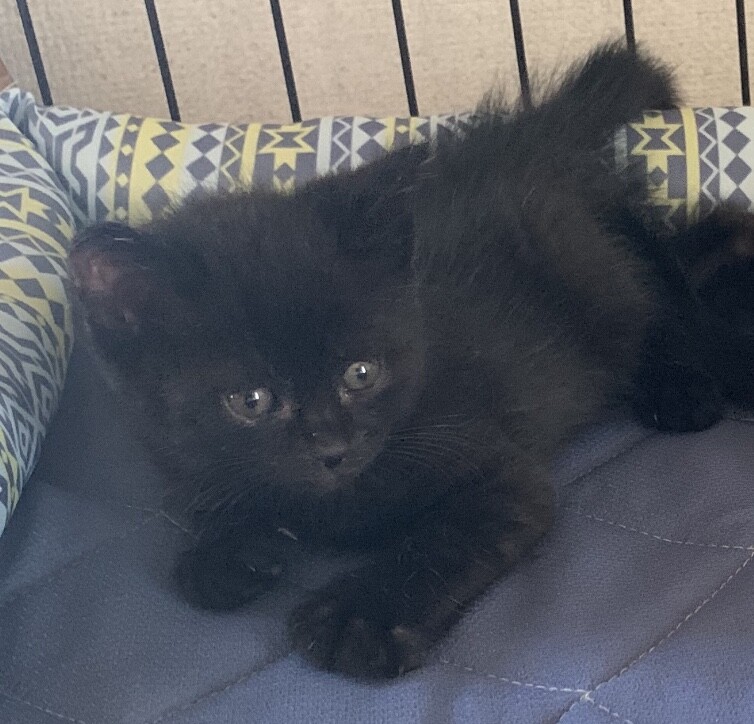 2ヶ月子猫、里親募集中。」青森県 - 猫の里親募集(318351) :: ペットの 