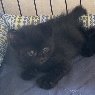 2ヶ月子猫、里親募集中。