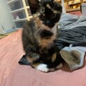 子猫の里親募集！