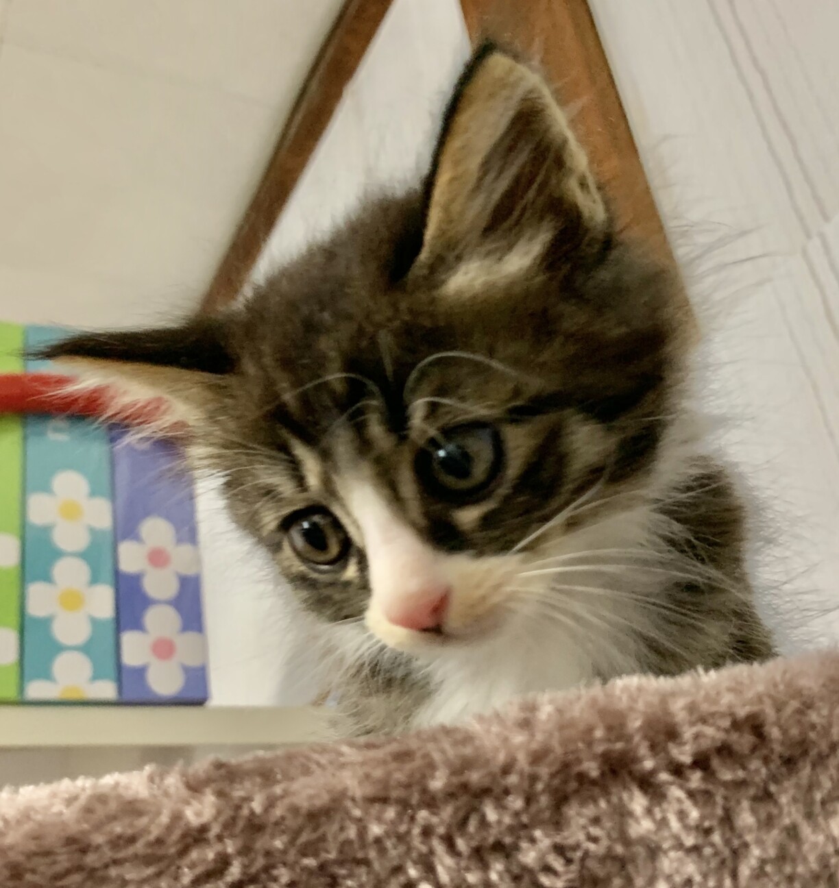 子猫2ヶ月、里親募集中。」青森県 - 猫の里親募集(318355) :: ペットの 