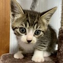 子猫2ヶ月、里親募集中。
