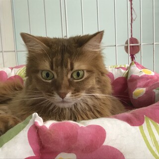 ソマリ♀　4歳　豹変することがあります