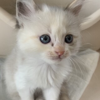 子猫2ヶ月、里親募集中。