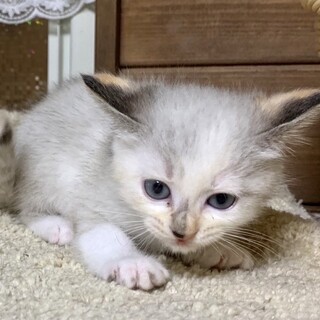子猫2ヶ月、里親募集中。