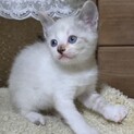 2ヶ月子猫、里親募集中。