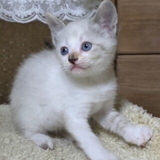 2ヶ月子猫、里親募集中。