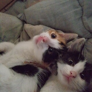 子猫3匹成猫1匹