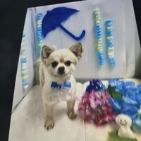つくし