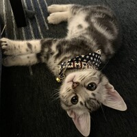 Lele