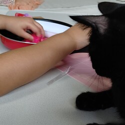 「おままごとが気になる」サムネイル2