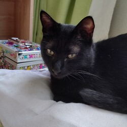 「おままごとが気になる」サムネイル3