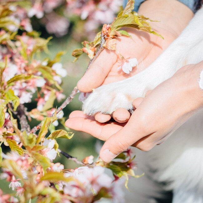 Leys.a.dogのカバー写真