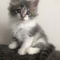 大切に終生育てて頂ける方お待ちしております。