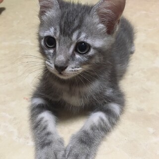 生後1.5か月　元気な男の子