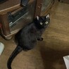 りえこん
