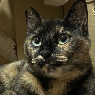 性格のいいサビちゃんです