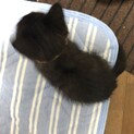 生後1~2ヶ月 子猫 黒猫 メス