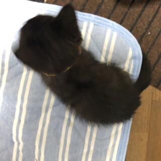 生後1~2ヶ月 子猫 黒猫 メス