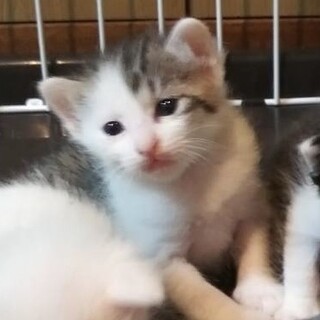 生後1ヶ月のちびっ子達