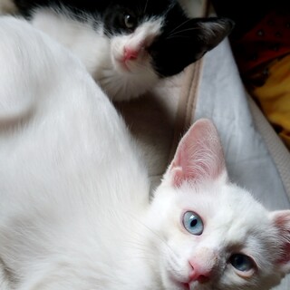 白猫ブルーアイてんちゃん