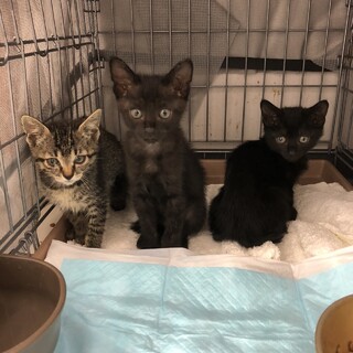 譲渡されました。