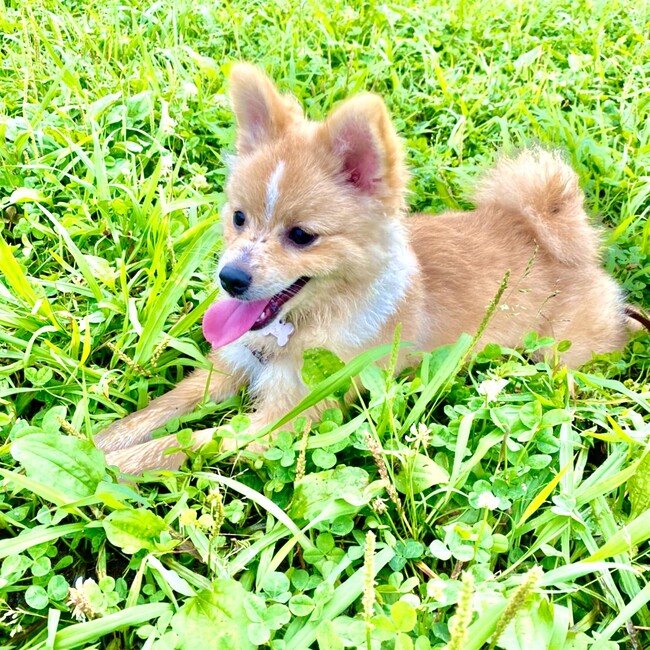 Anneskiiee のカバー写真