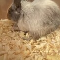 デグー　オス　メス