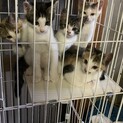 可愛い5匹の子猫ちゃんです