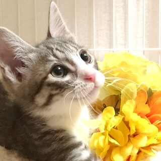 里親様決定！『ピスタ』くん♂