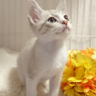 里親様決定！！『サヤ』くん♂