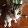猫係り