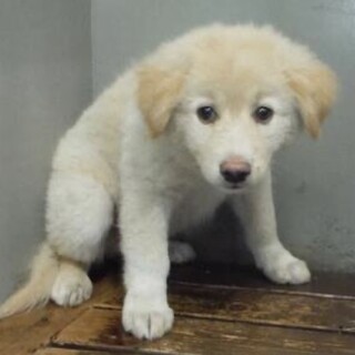 里親様に迎えられました。子犬♂070