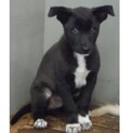 里親様に迎えられました。子犬♂071