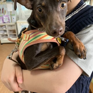 ミニチュアピンシャー  ➁　