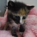 里親様に迎えられました。子猫♀073