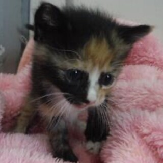 里親様に迎えられました。子猫♀073