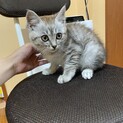 3ヶ月ほどの仔猫