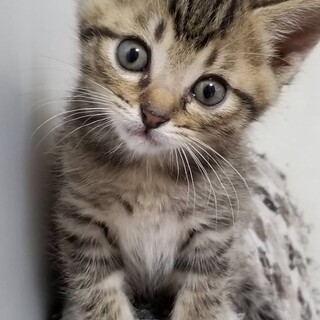 甘えん坊のキジ猫君です！