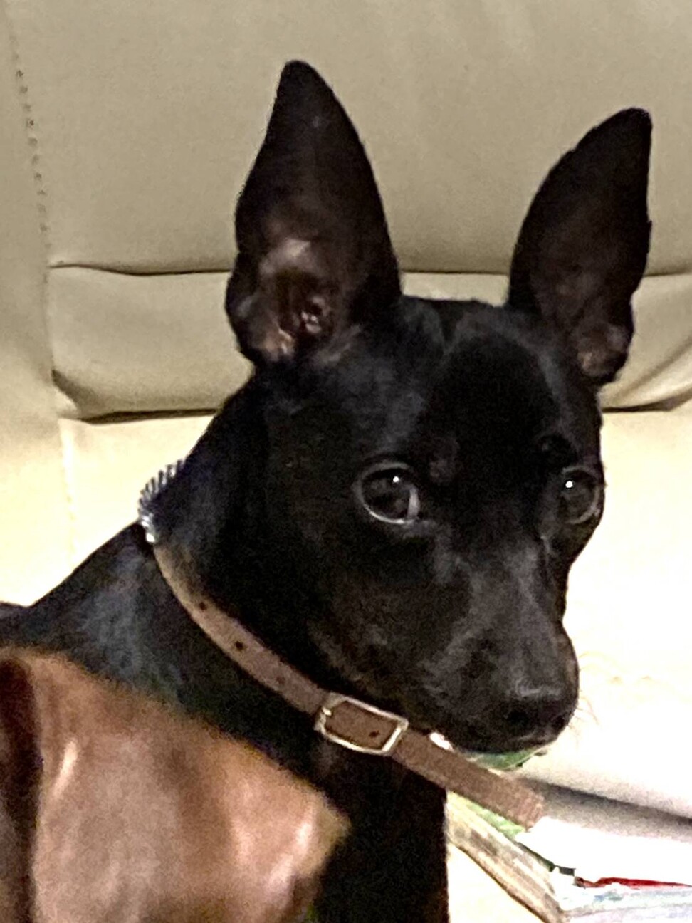 ミニチュアピンシャー 愛知県 犬の里親募集 ペットのおうち 月間利用者150万人