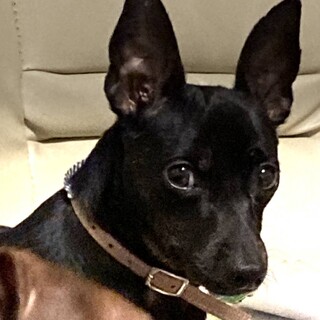 ミニチュアピンシャー　③　