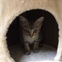 どなたか可愛がってくれませんか？