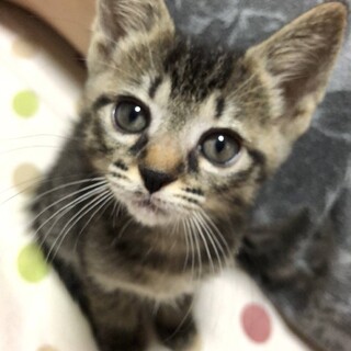 超甘えん坊の黒系キジ猫ちゃん