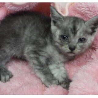 団体様より引き出し。子猫♀074